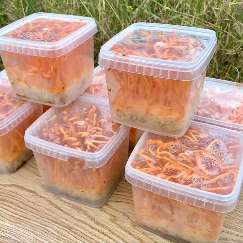 Đông Trùng Hạ Thảo Có Tác Dụng Gì Với Trẻ Em?