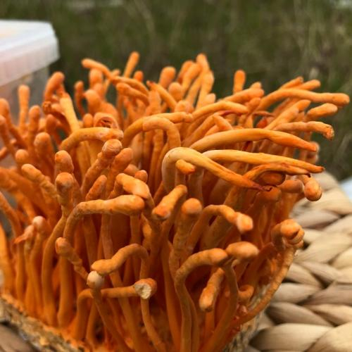 Mua Đông Trùng Hạ Thảo Ở Đâu Tốt Nhất?