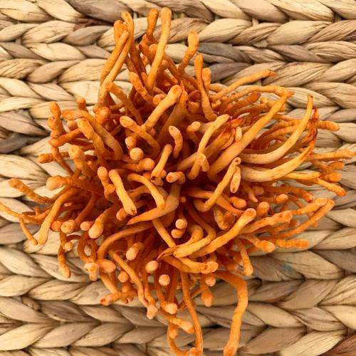 Giá Trị Dinh Dưỡng Của Đông Trùng Hạ Thảo