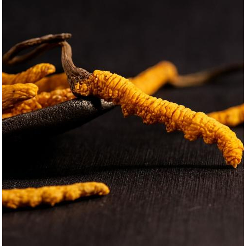 Đông Trùng Hạ Thảo Thật Và Giả Khác Nhau Như Thế Nào?