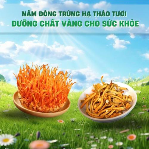 6 Công Dụng Của Đông Trùng Hạ Thảo Sấy Thăng Hoa Đối Với Người Cao Tuổi