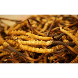 Đông trùng hạ thảo là gì?