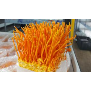 Đông trùng hạ thảo là gì?