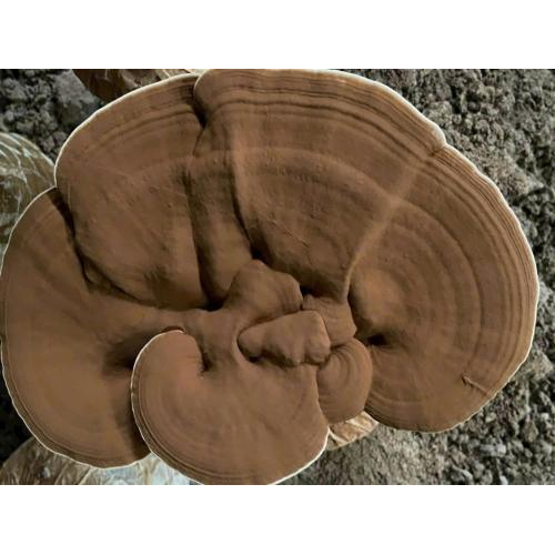 Nuong Farm Premium Organic Big Size Reishi Mushroom Whole Cap – 120g