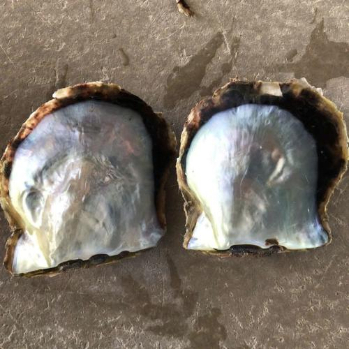 Các Loại Vỏ Trai