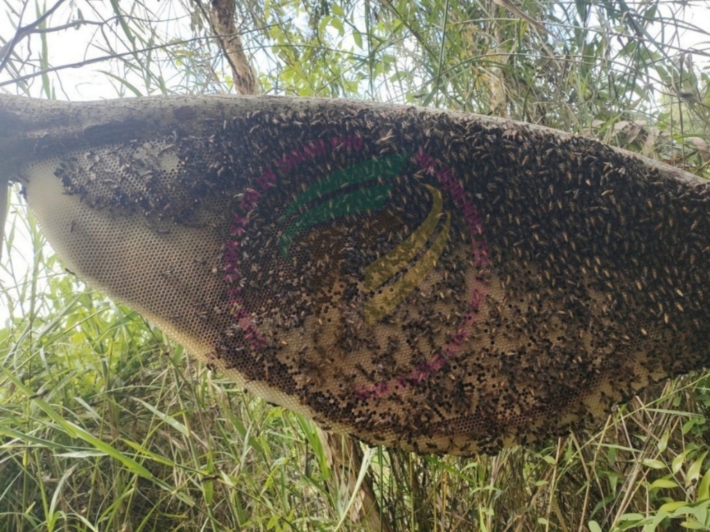 Experience the Essence of U Minh Forest