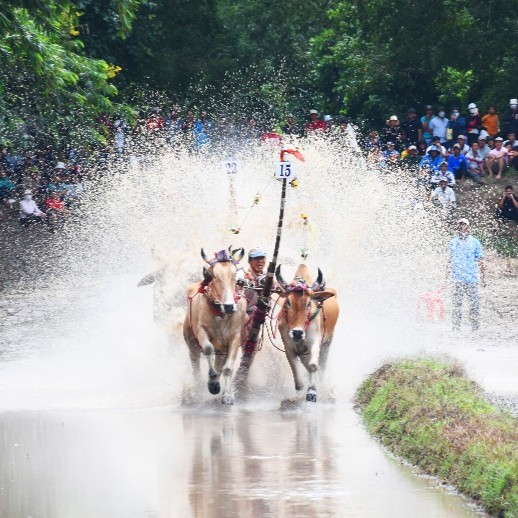 Hội Đua Bò Bảy Núi