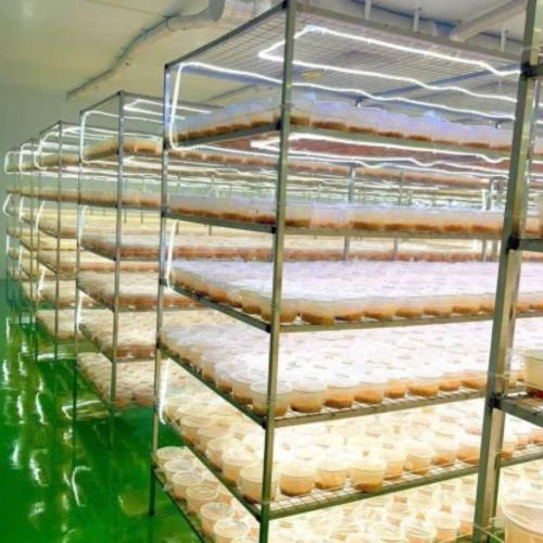 Những Yếu Tố Có Thể Làm Giảm Chất Lượng Đông Trùng Hạ Thảo