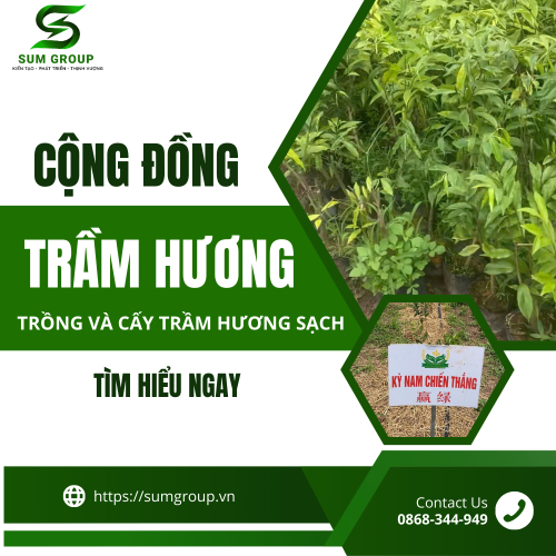 Cộng Đông Trầm Hương Thiên Nhiên