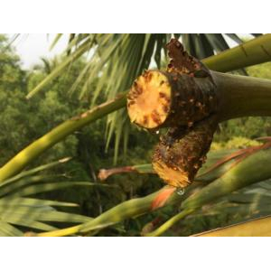 Mật Thốt Nốt Bột Palmania 150g - Đặc Sản An Giang