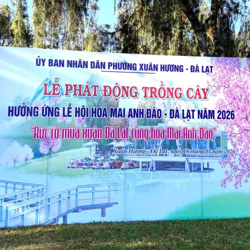 Đà Lạt: Trồng 200 gốc Mai Anh Đào trưởng thành tại Phường Xuân Hương